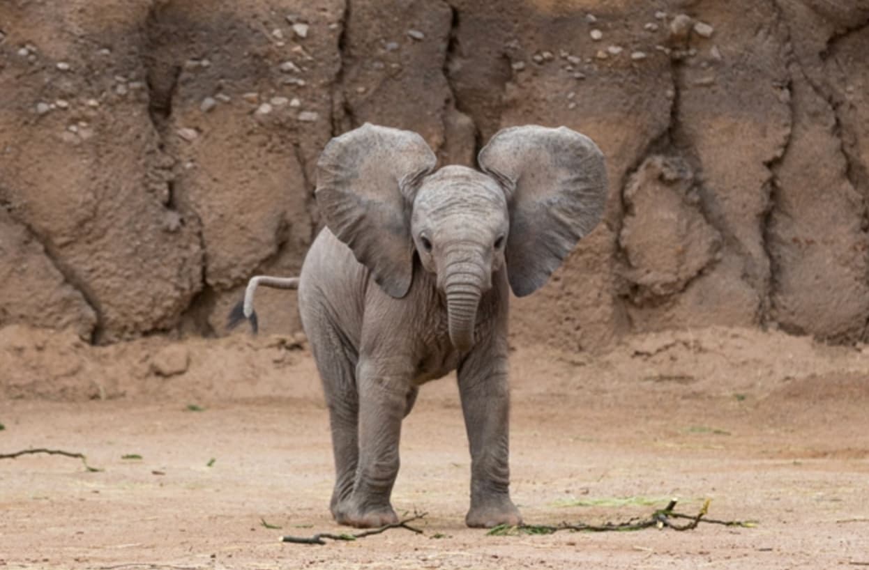 baby elephant